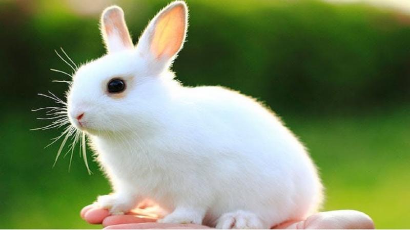 Top 10 Bài văn mẫu sinh động thuyết minh về loài vật nuôi gần gũi nhất