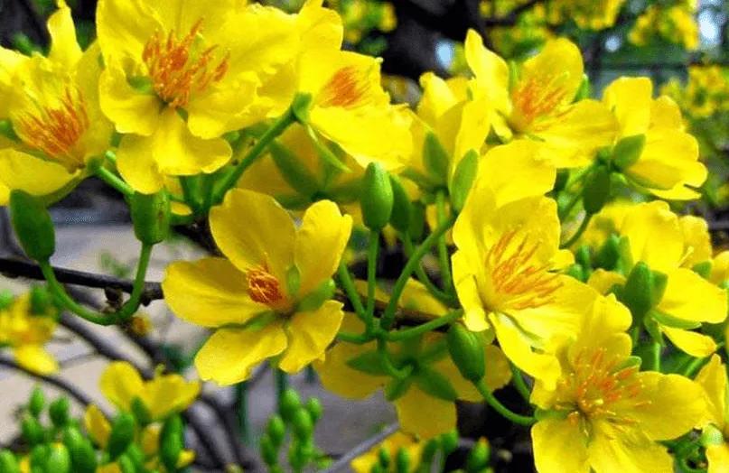 Top 15 bài văn mẫu tả loài hoa yêu thích dành cho học sinh lớp 5 - Tuyển tập hay nhất