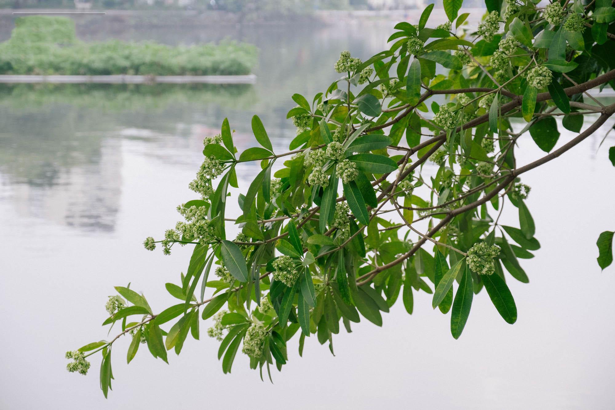 12 Bài Thơ Tuyệt Vời Về Hoa Sữa