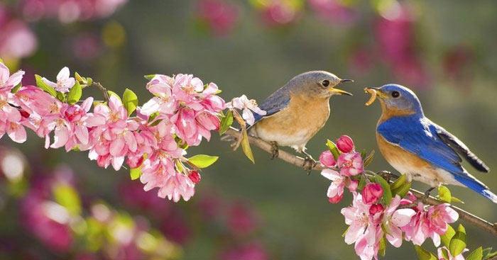Top 12 bài phân tích sâu sắc nhất về những đoạn thơ đặc sắc trong tác phẩm 'Mùa xuân nho nhỏ' (Ngữ văn 7 - SGK Kết nối tri thức)