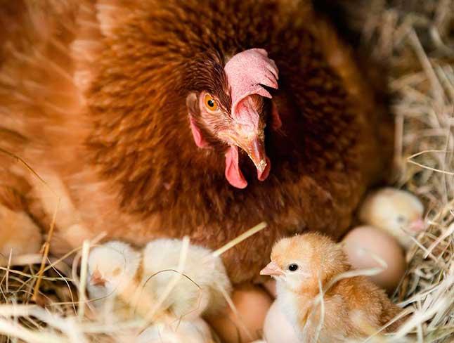 Top 12 những đoạn văn tinh tế về người bà trong tác phẩm "Tiếng gà trưa" (Ngữ văn 7 - SGK Cánh diều) đáng chú ý nhất