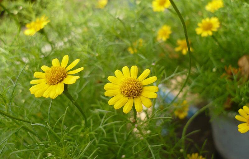 12 Áng thơ đặc sắc nhất viết về tháng Chín