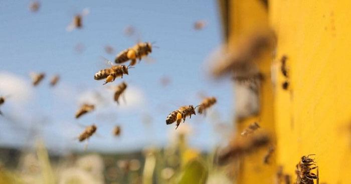 Top 6 đoạn văn cảm nhận sâu sắc nhất về tác phẩm "Thương nhớ bầy ong" (Ngữ văn 6 - SGK Chân trời sáng tạo)
