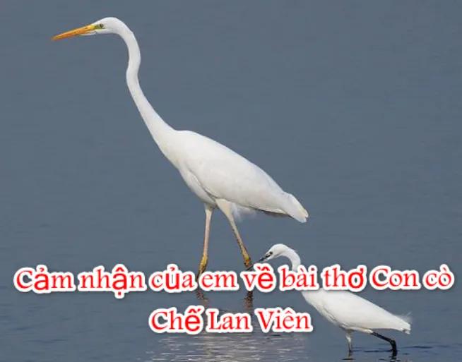 Top 10 Bài cảm nhận ấn tượng nhất về thi phẩm "Con cò" - Chế Lan Viên (Dành cho học sinh lớp 9)