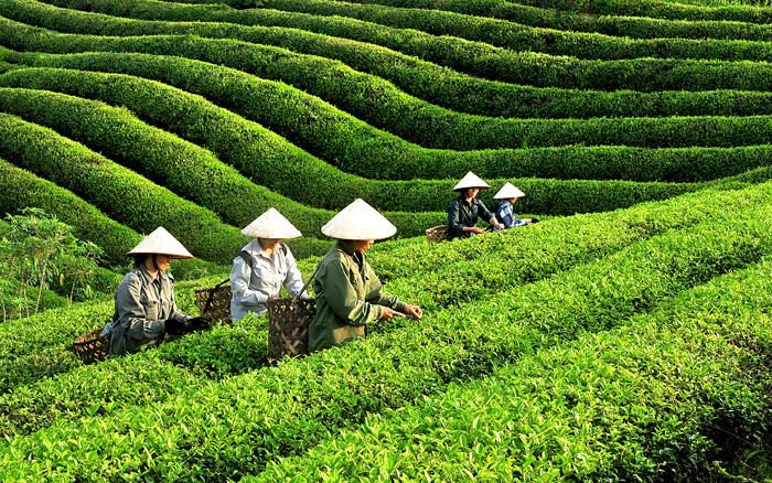 Top 8 bài văn thuyết minh về cây chè lớp 9 hay nhất
