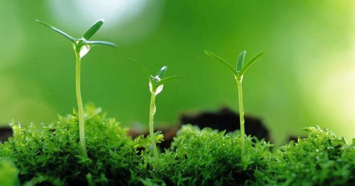 Tuyển chọn 14 bài văn mẫu lớp 7 phân tích sâu sắc câu tục ngữ 'Một cây làm chẳng nên non...' hay nhất