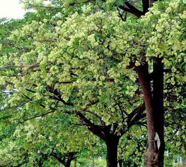 Tuyển chọn 8 bài văn mẫu tả cây hoa sữa dành cho học sinh lớp 4 xuất sắc nhất