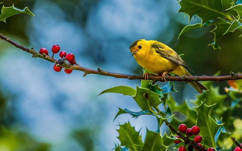 Top 8 bài phân tích hay nhất về ý nghĩa nhan đề bài thơ 'Mùa xuân nho nhỏ' của Thanh Hải (Ngữ văn 9)