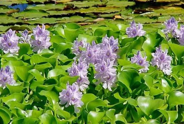 Top 10 bài văn hay nhất phân tích khổ thơ mở đầu trong bài thơ 'Mùa xuân nho nhỏ' của Thanh Hải (Ngữ văn lớp 9)