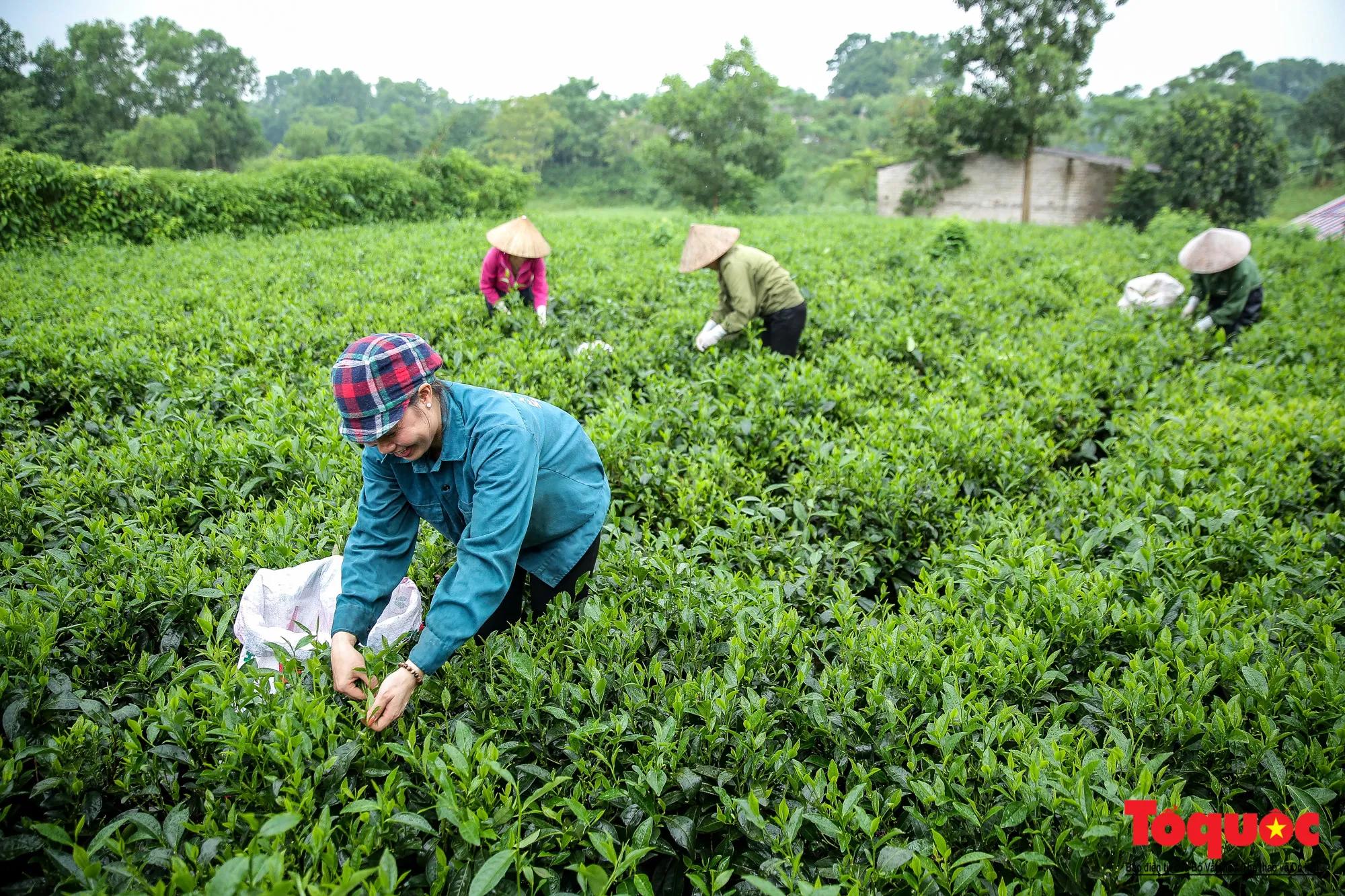 10 Áng Thơ Tuyệt Tác Về Tinh Hoa Chè Việt
