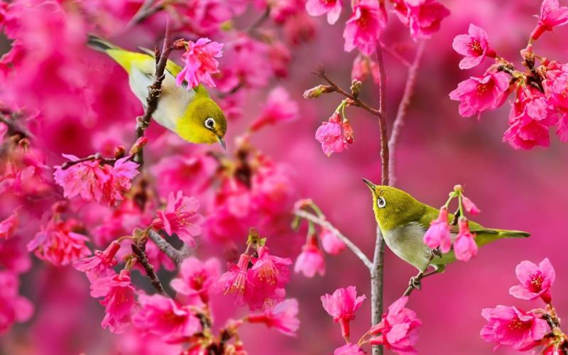 Top 20 Bài văn mẫu tiếng Anh hay nhất về mùa yêu thích
