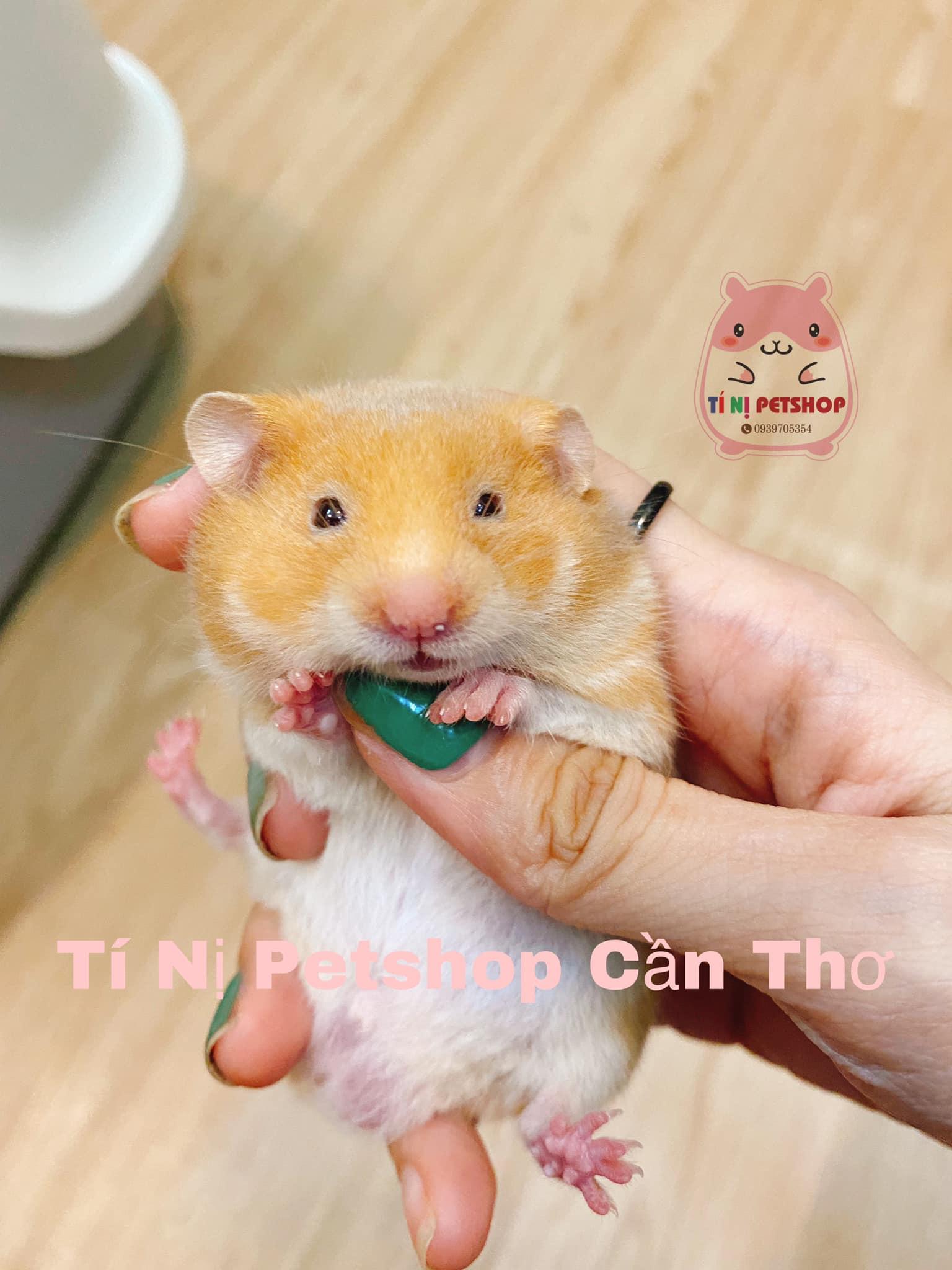 5 Địa chỉ bán Hamster đáng tin cậy nhất tại Cần Thơ