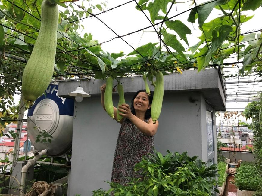Top 13 Bài văn mẫu tả giàn mướp ấn tượng nhất dành cho học sinh lớp 5