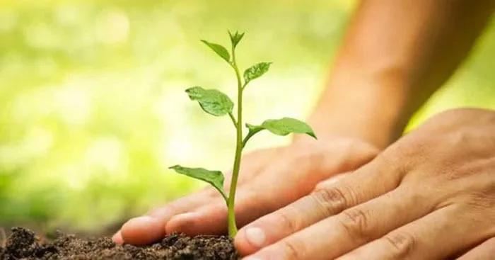 Top 12 bài văn mẫu giải thích câu thơ Bác Hồ "Mùa xuân là Tết trồng cây/Làm cho đất nước càng ngày càng xuân" dành cho học sinh lớp 7 - Tuyển tập hay nhất