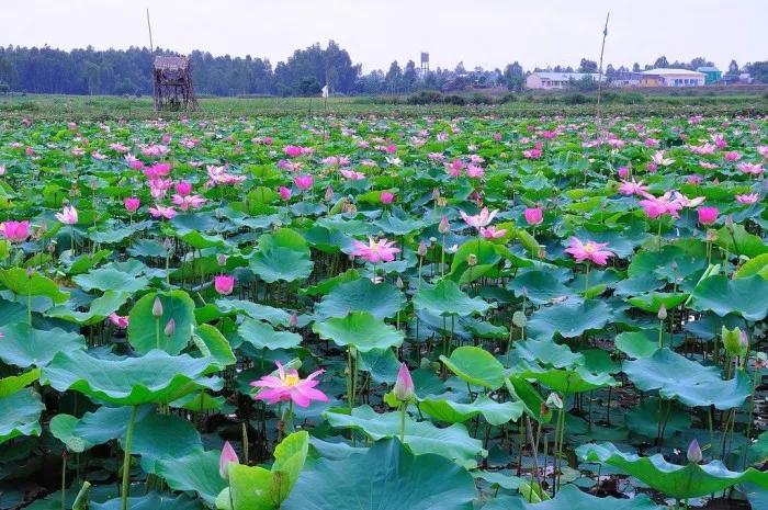 Top 6 Bài phân tích "Đồng Tháp Mười mùa nước nổi" (SGK Ngữ Văn 6 - Cánh Diều) ấn tượng nhất