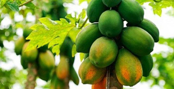 Top 18 Bài văn mẫu tả cây ăn quả sinh động nhất dành cho học sinh lớp 4-5