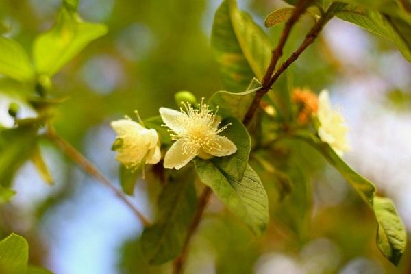 Top 10 bài phân tích 'Sang thu' của Hữu Thỉnh (Ngữ văn lớp 9) ấn tượng và sâu sắc nhất