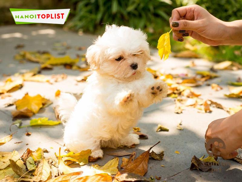 Top 5+ địa chỉ uy tín bán chó Maltese tại Hà Nội - đẹp chuẩn, khỏe mạnh, giá cả phải chăng