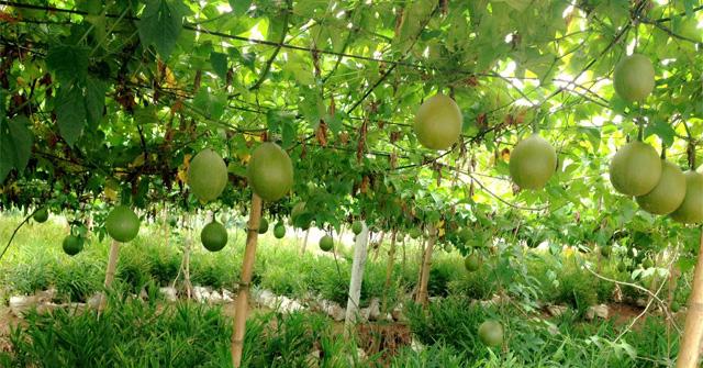 Top 8 Bài Văn Tả Giàn Gấc Lớp 5 Ấn Tượng Nhất