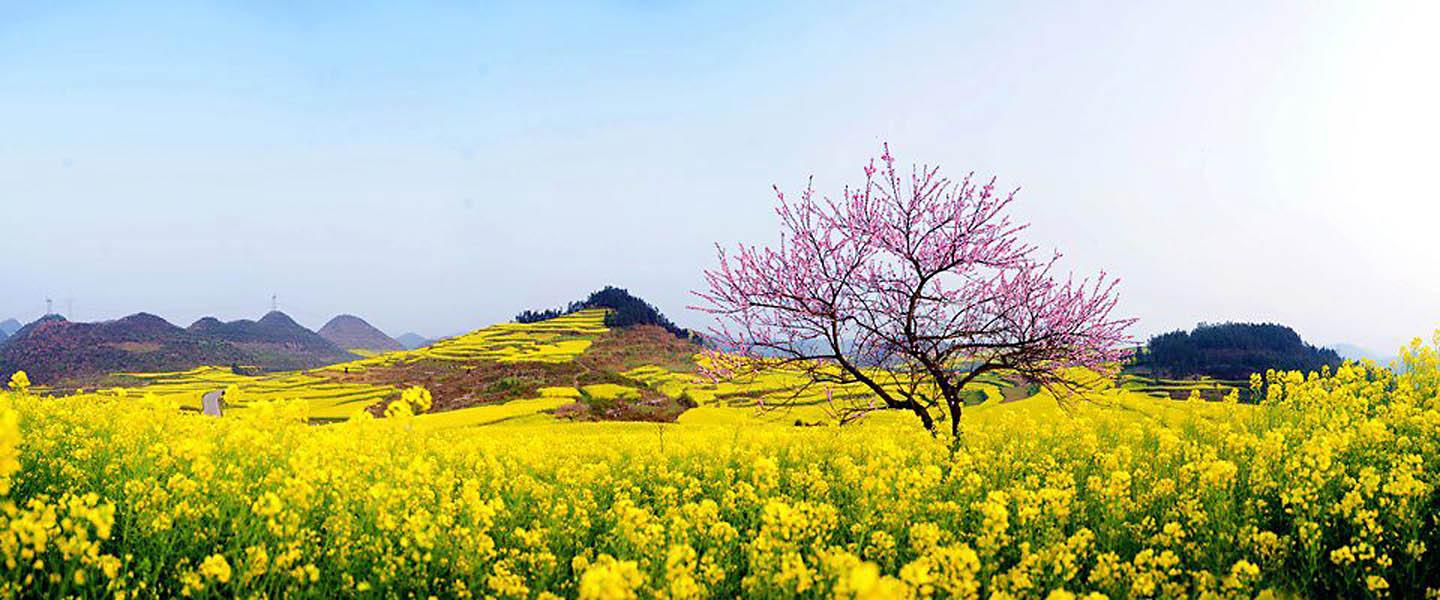 Top 10 Bài thơ ý nghĩa về không khí rộn ràng đón xuân