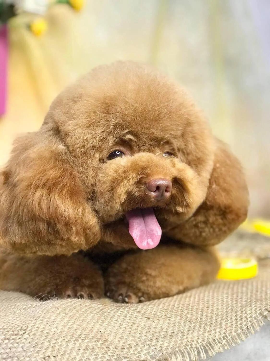 9 Địa chỉ grooming thú cưng đáng tin cậy bậc nhất tại thành phố biển Nha Trang