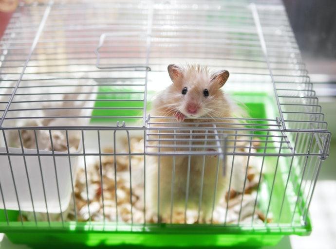 5 Mẫu Lồng Hamster Chất Lượng Nhất Hiện Nay