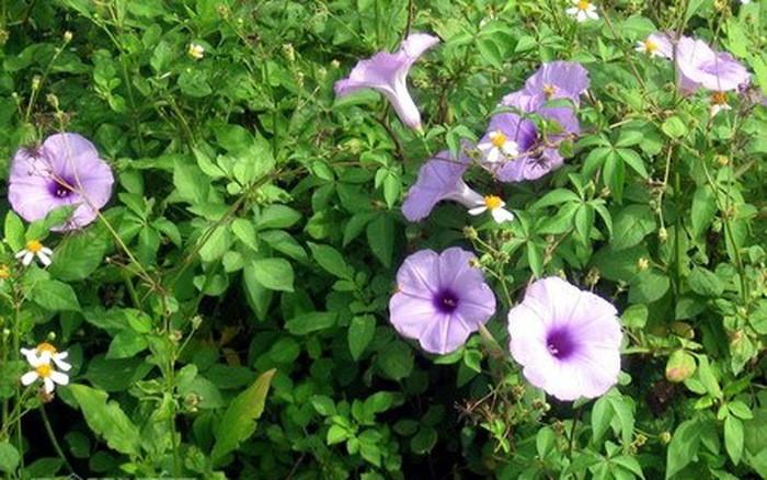 Top 8 bài văn cảm nhận và phân tích bài thơ "Hoa bìm" (Ngữ văn 6 - SGK Chân trời sáng tạo) sâu sắc nhất
