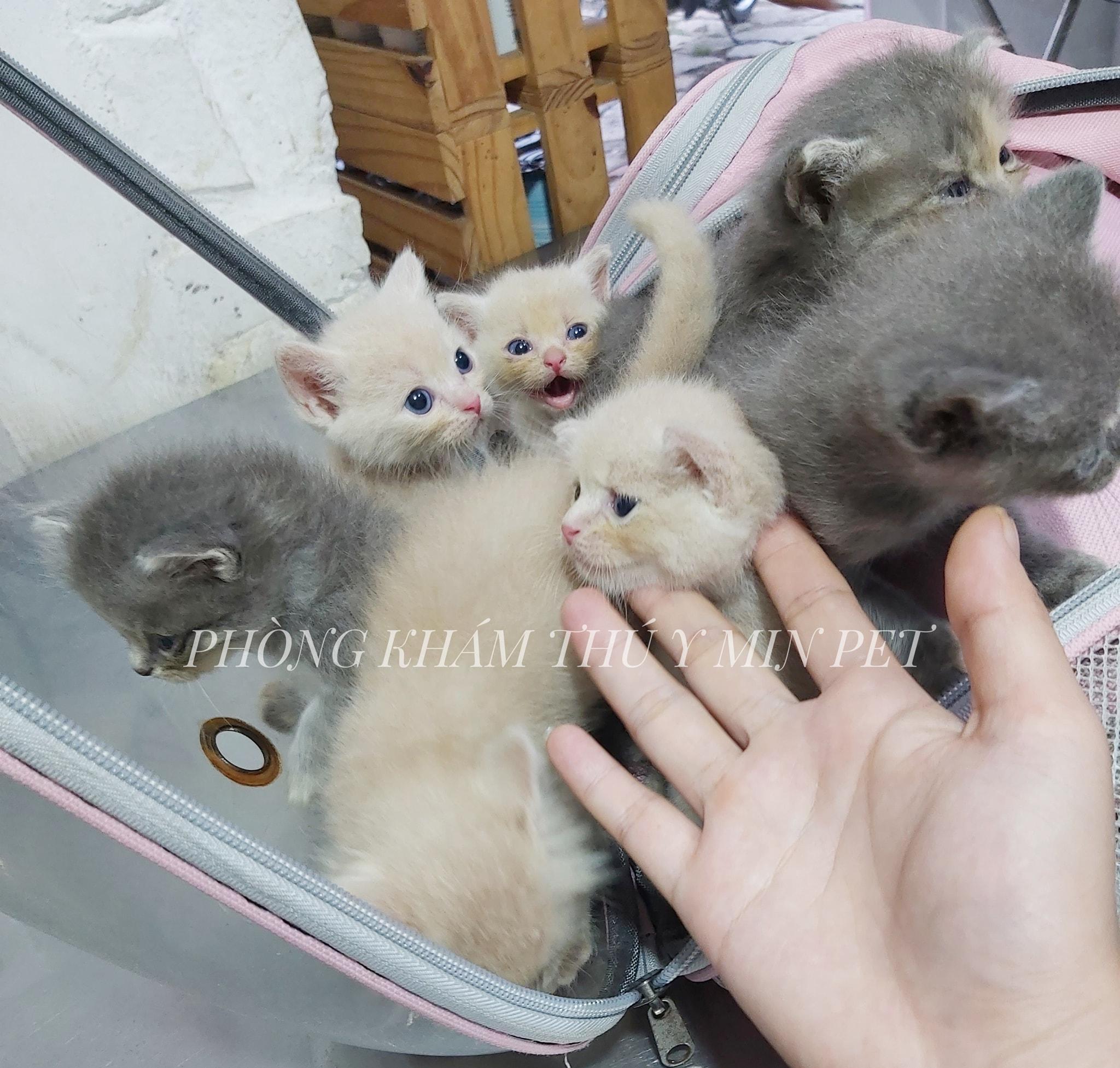 5 Phòng khám thú y uy tín hàng đầu tại TP. Bà Rịa