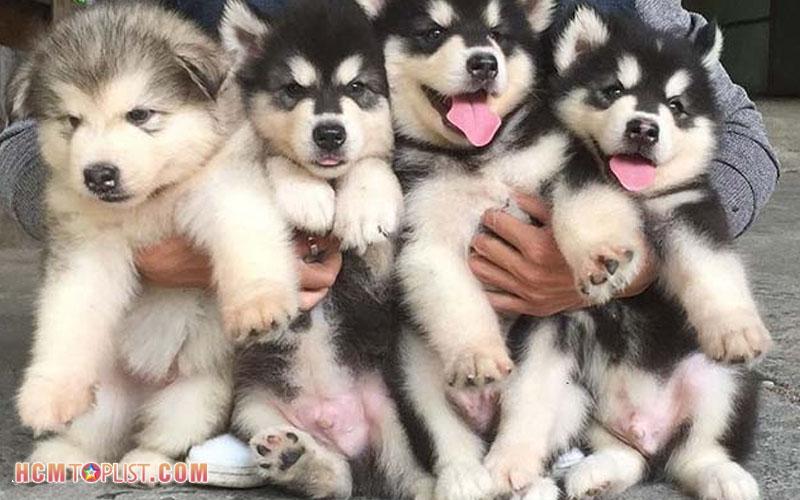 Top 5 địa chỉ mua chó Alaska đáng tin cậy nhất tại TP. HCM