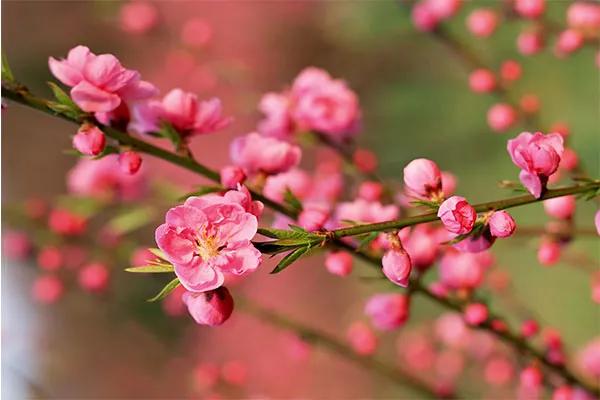 Top 10 câu chuyện Tết đặc sắc và ý nghĩa nhất dành cho trẻ em mầm non