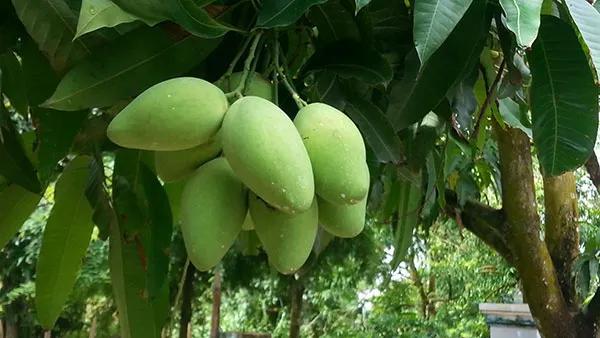 Tuyển tập 13 bài văn thuyết minh ấn tượng nhất về cây xoài quê hương (dành cho học sinh lớp 9)