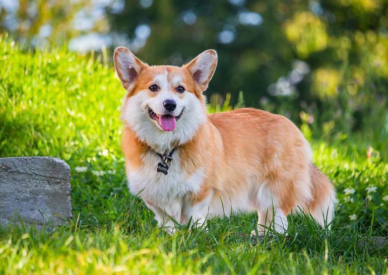 6 địa điểm đáng tin cậy nhất để sở hữu chó Corgi thuần chủng tại TP.HCM