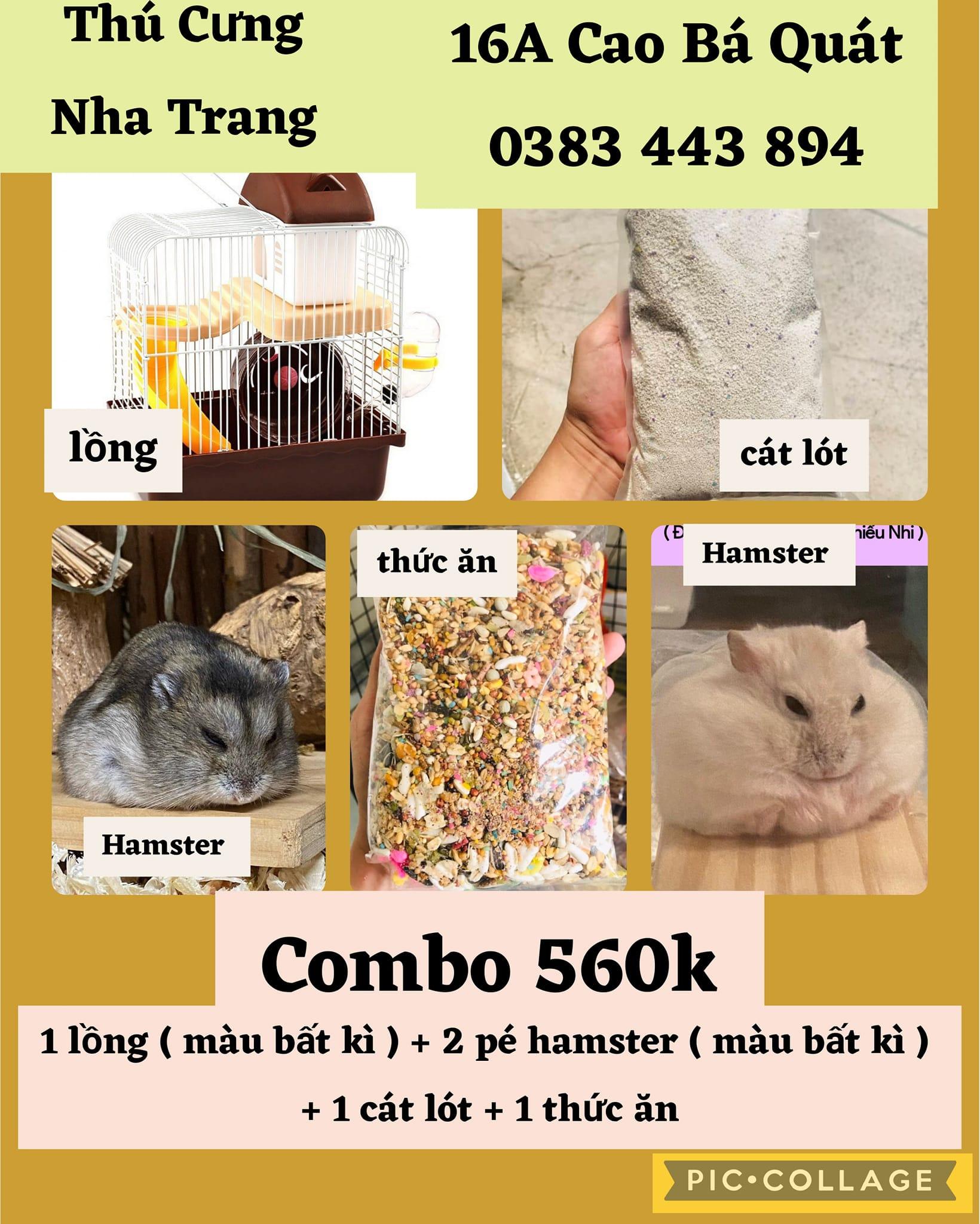 Top 4 cửa hàng thú cưng uy tín nhất tại Nha Trang