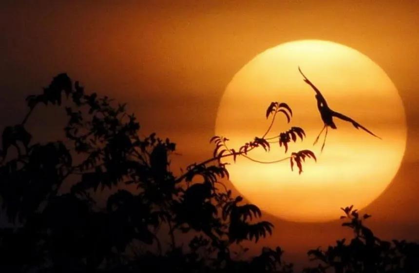 6 bài phân tích ấn tượng nhất về thi phẩm 'Chiều hôm nhớ nhà' - Bà Huyện Thanh Quan (Ngữ văn 8 - SGK Kết nối tri thức)
