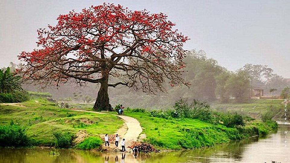 Tuyển chọn 6 bài soạn "Đường về quê mẹ" (Ngữ văn 8 - SGK Cánh diều) xuất sắc nhất