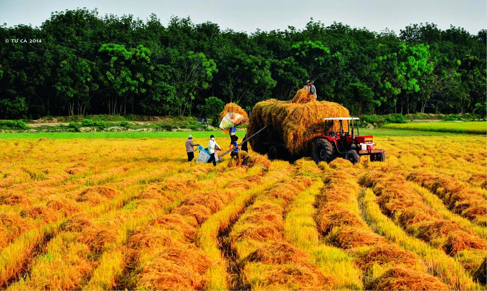 Top 10 Bài văn miêu tả cánh đồng lúa chín ấn tượng và sâu sắc nhất