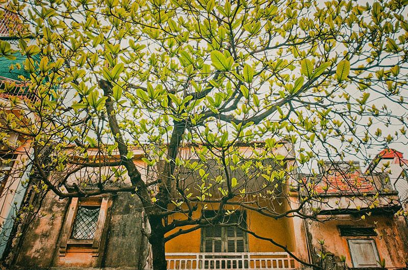 7 Bài văn mẫu tả cây bàng mùa xuân sinh động nhất dành cho học sinh lớp 4