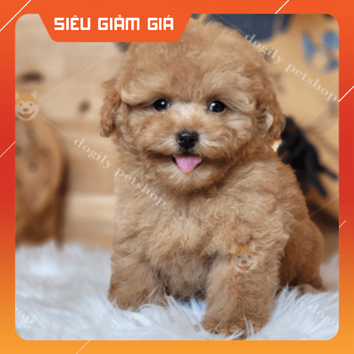 4 Địa điểm đáng tin cậy nhất để sở hữu chó Poodle tại Hà Nội