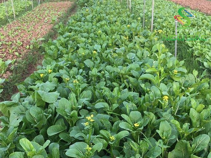 Top 10 Bài văn mẫu tả loại rau yêu thích dành cho học sinh lớp 4 - Tuyển chọn hay nhất