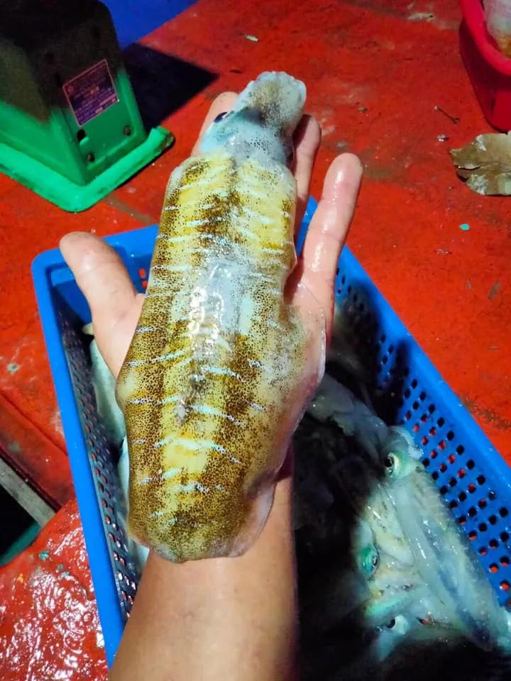 Top 5 địa chỉ cung cấp hải sản tươi sống đảm bảo chất lượng nhất tại Đồng Tháp