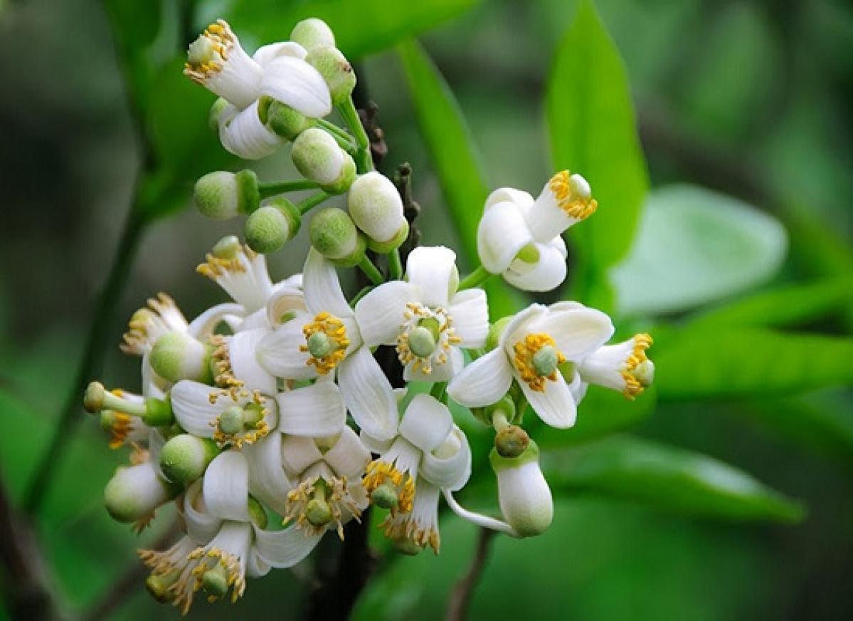 10 Áng thơ lắng đọng nhất về hoa bưởi - Mùi hương tháng Ba