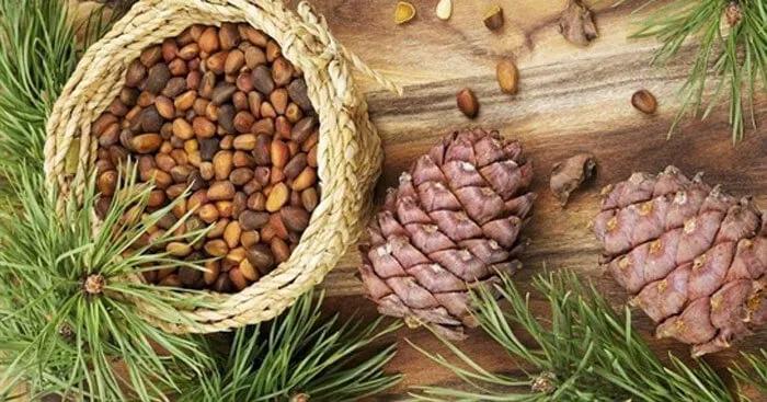 6 Bài soạn mẫu "Lẵng quả thông" (Ngữ văn 6 - SGK Chân trời sáng tạo) xuất sắc nhất