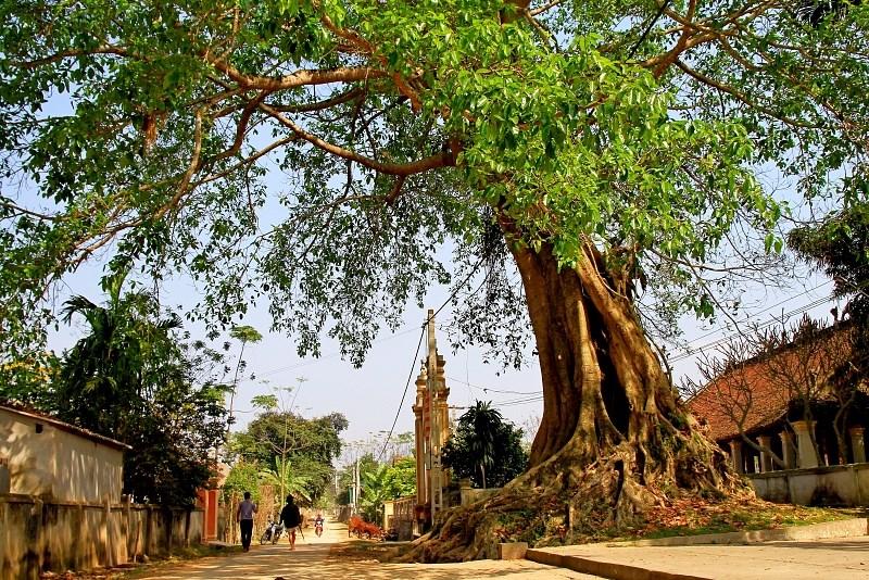 Top 15 Bài văn tả cây cổ thụ lớp 5 xuất sắc nhất