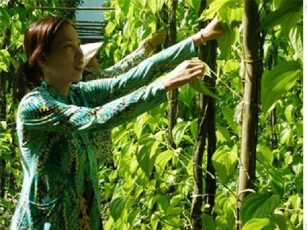 Top 13 Bài thơ hay viết về mẹ