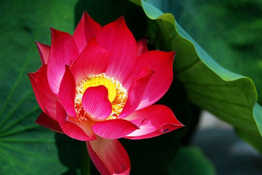 Top 11 bài văn mẫu phân tích ý nghĩa sâu sắc bài ca dao "Trong đầm gì đẹp bằng sen" dành cho học sinh lớp 7 hay nhất