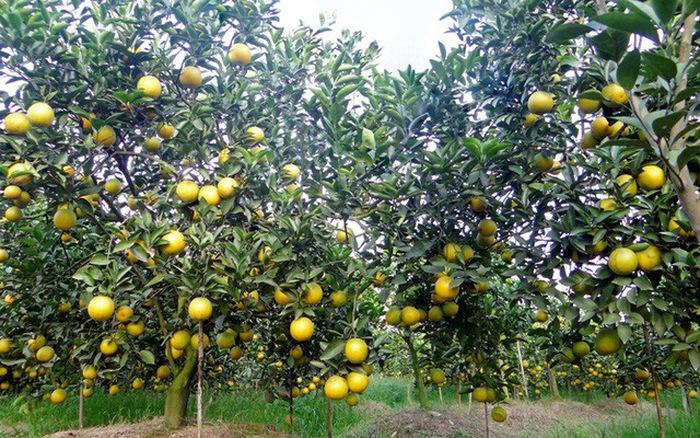 Top 10 Bài Văn Mẫu Tả Cây Ăn Quả Đặc Sắc Nhất Dành Cho Học Sinh