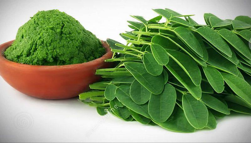 Top 5 địa chỉ đáng tin cậy cung cấp hạt, lá, và bột chùm ngây chất lượng tại TP. HCM