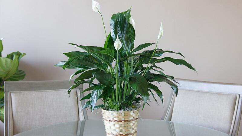 12 loại cây ưa bóng râm giúp thanh lọc không khí, tạo không gian xanh mát cho tổ ấm của bạn