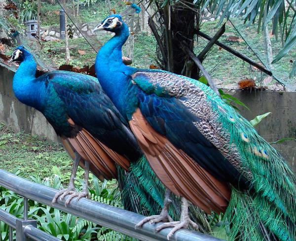 15 Bài văn mẫu tả chú công kiêu sa trong vườn thú (Lớp 5) tuyển chọn