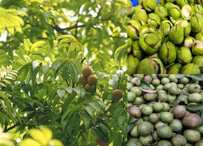Top 11 Bài văn mẫu tả cây sấu lớp 4 ấn tượng nhất
